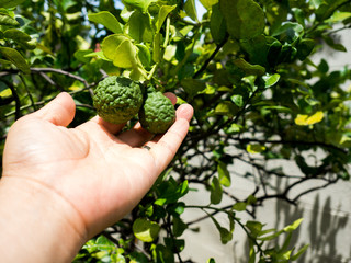 Naklejka na ściany i meble Closeup hand hold green bergamot or Kaffir lime on tree.