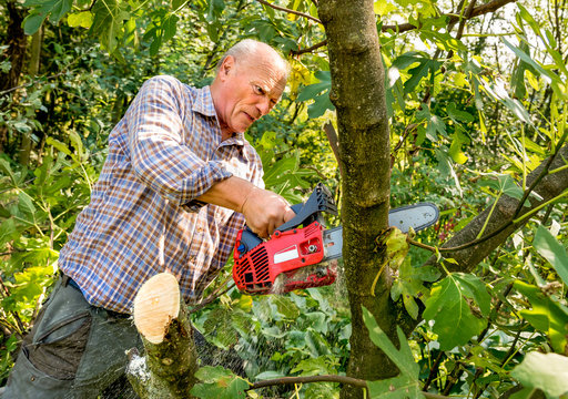 Senior Man Cutting Tree With Chainsaw