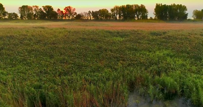 Thousands of birds congregate in Autumn wetlands at Sunrise, aerial flyover.
