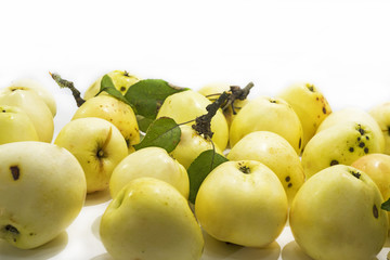 The first apples of Autumn.