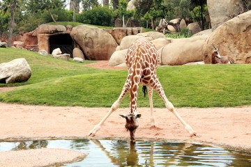 jirafa bebiendo © Lina