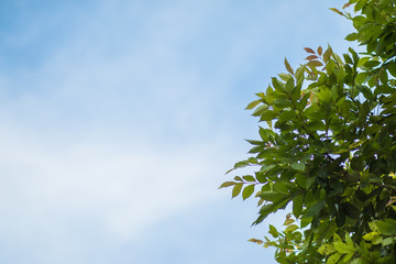 branch tree with blue sky background.