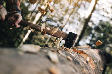 Strong lumberjack cuts tree, wood chips fly apart - obrazy, fototapety, plakaty