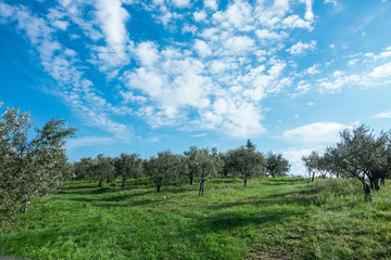 Fototapeta na wymiar Olive trees with many green fruits on blue sky background