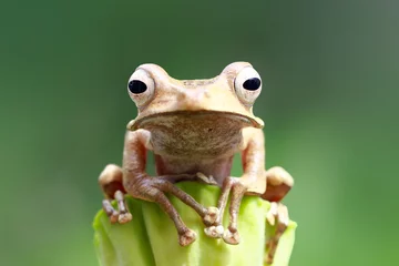 Photo sur Plexiglas Grenouille Tree frog, eared frog, closeup frogs