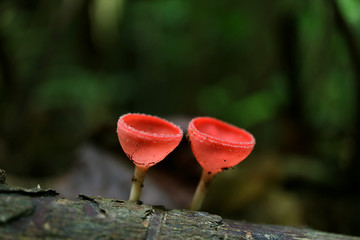 Closeup Red Cup Fungi or Champagne Glass Mushroom Growing on Decayed Log in the Rain Forest of Thailand 