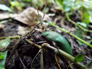 アオドウガネ japanese beetle