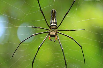 Closeup of a large  Giant Golden Orb Weaver on its web in the rainforest of Saraburi province, Thailand 