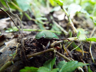アオドウガネ japanese beetle