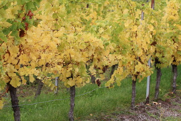 Weinlaub
