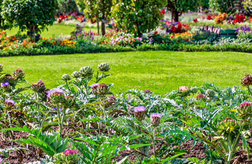 Fototapeta premium Artischockenbeet im farbenfrohen Sommergarten