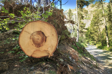 Bois, tronc abattage, scierie