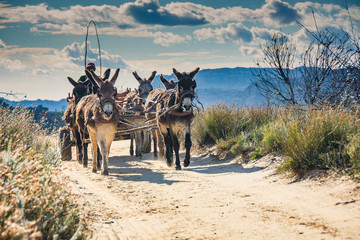 Donkeys pulling a cart filled with tourists' luggage trot down a dirt road in the Cederberg Wilderness Area, South Africa