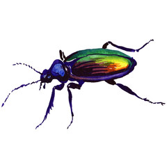 Exotic beetle wild insect in a watercolor style isolated. Full name of the insect:  beetle. Aquarelle wild insect for background, texture, wrapper pattern or tattoo.