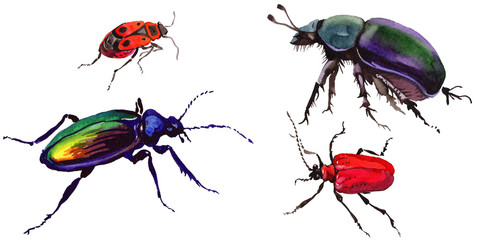 Exotic beetle wild insect in a watercolor style isolated. Full name of the insect: dung-beetle. Aquarelle wild insect for background, texture, wrapper pattern or tattoo.