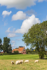 Obraz premium Dutch landscape with sheep near the village of Wetsinge