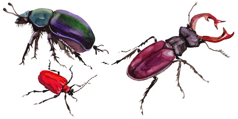 Exotic beetle wild insect in a watercolor style isolated. Full name of the insect: stag-beetle, dung-beetle. Aquarelle wild insect for background, texture, wrapper pattern or tattoo. © yanushkov