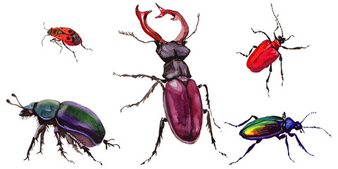 Exotic beetle wild insect in a watercolor style isolated. Full name of the insect: stag-beetle, dung-beetle. Aquarelle wild insect for background, texture, wrapper pattern or tattoo.