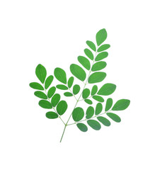 Moringa leaves isolate on white background