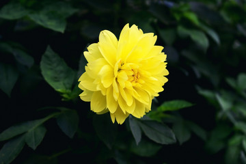 Yellow dahlia flower