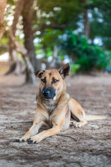 The dog on the ground with daylight.