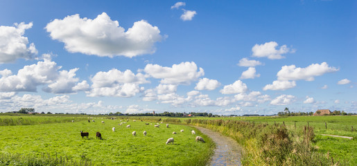 Panorama of sheep in a dutch landscape near Garnwerd