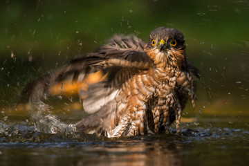 Eurasian sparrowhawk taking a bath