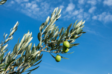 Olive trees with many green fruits on blue sky background