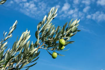 Photo sur Plexiglas Olivier Olive trees with many green fruits on blue sky background