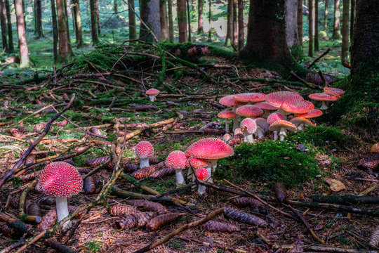Fliegenpilz im M&auml;rchenwald