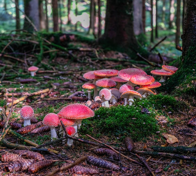 Fliegenpilz im M&auml;rchenwald