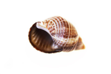 isolated macro of a small shell from a snail on a white background.