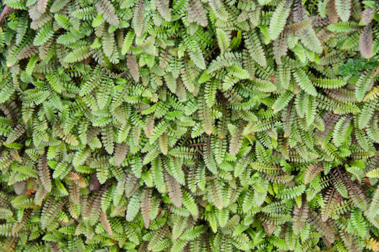 Cotula leptinella potentillina many green plant background