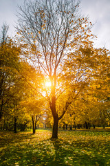 Fototapeta premium Beautiful yellow leaves on a maple tree furring the fall time