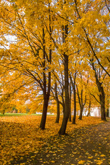 Fototapeta premium Beautiful yellow leaves on a maple tree furring the fall time