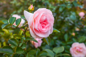 Pink rose