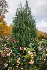 Cypress tree near roses