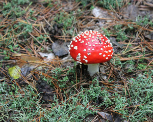 Fliegenpilz im Herbstwald