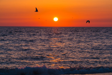 The sea and flying seagulls on the background of sunset