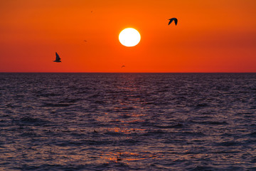 The sea and flying seagulls on the background of sunset