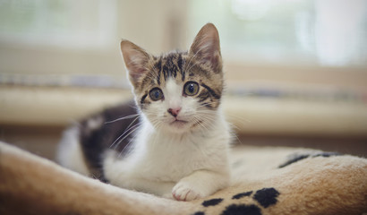 The kitten of a white color with striped spots