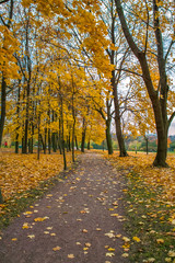 Beautiful path in the park at autumn trees with fallen leaves