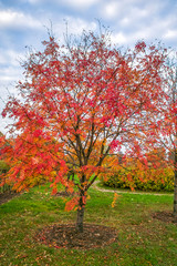 Fototapeta na wymiar Beautiful red leaves on a rowan tree furring the fall time