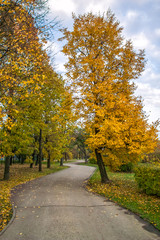 Fototapeta na wymiar Beautiful path in the park at autumn trees with fallen leaves