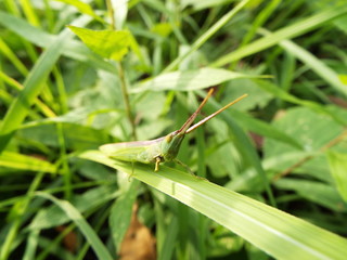 バッタ grasshopper