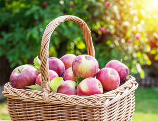 Apple harvest. Ripe red apples in the basket on the table.