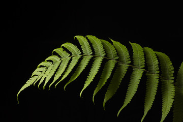 Vegetable fern