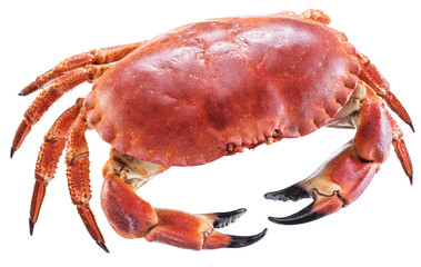 Cooked brown crab or edible crab.