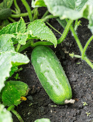 Obraz premium Cucumbers growing on vines in the garden. Macro.