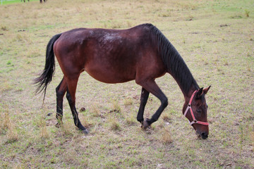 Pferd, Pferde auf Koppel 